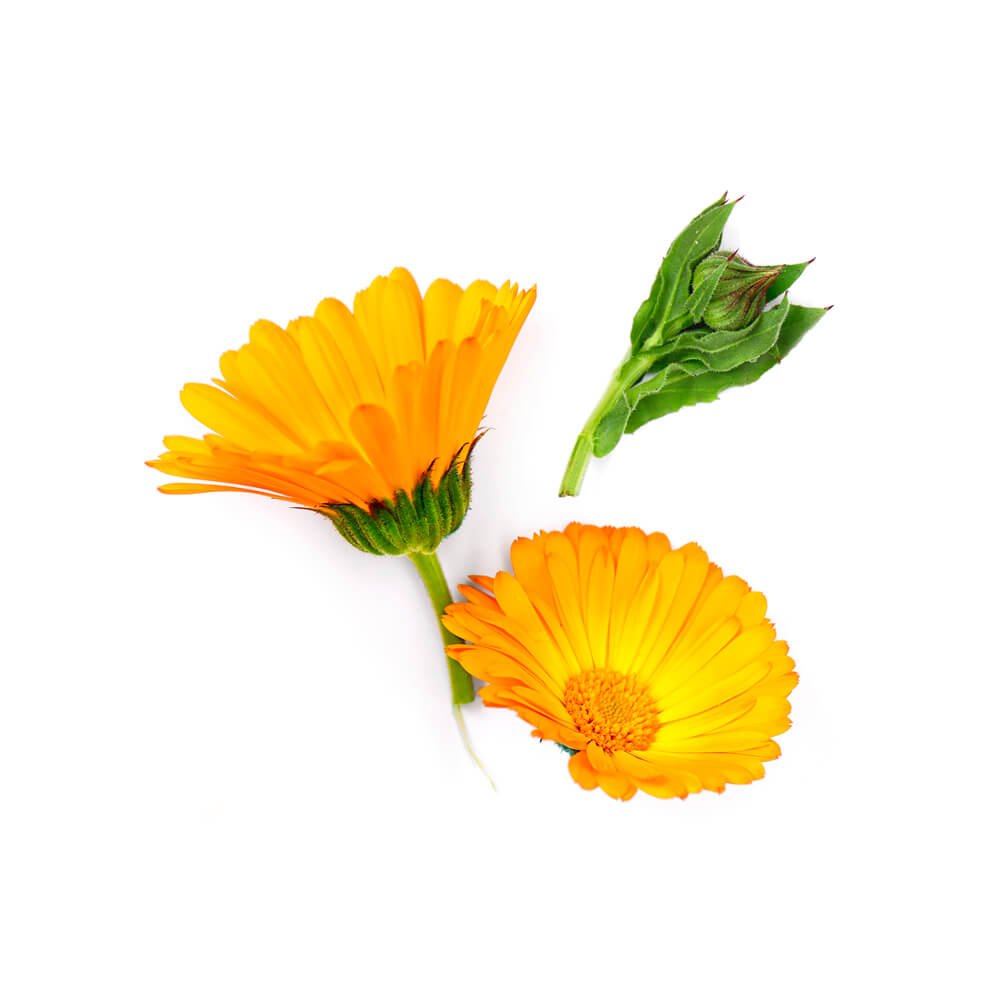 apivita cream with calendula